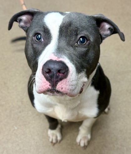 Shelter Stray Male Dog last seen Near Chapman Ln, 30088, GA, Atlanta, GA 30341