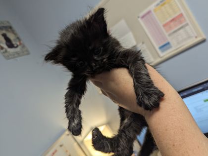 Shelter Stray Female Cat last seen Near Robins Landing Way 2	Decatur 	GA	30032, 30032, GA, Atlanta, GA 30341