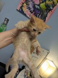 Shelter Stray Female Cat last seen Near Robins Landing Way 2	Decatur 	GA	30032, 30032, GA, Atlanta, GA 30341