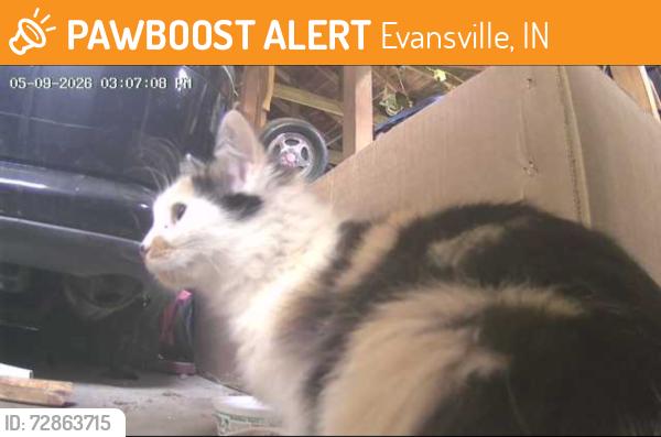 Found/Stray Female Cat last seen Lynch/Oak Hill/Debbie Lane, Evansville, IN 47711