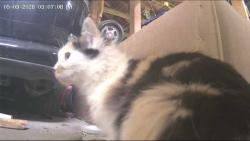 Found/Stray Female Cat last seen Lynch/Oak Hill/Debbie Lane, Evansville, IN 47711