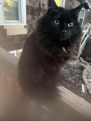 Lost Male Cat last seen Russel Road, Blessing Road, Krum Road, Albany, NY 12203