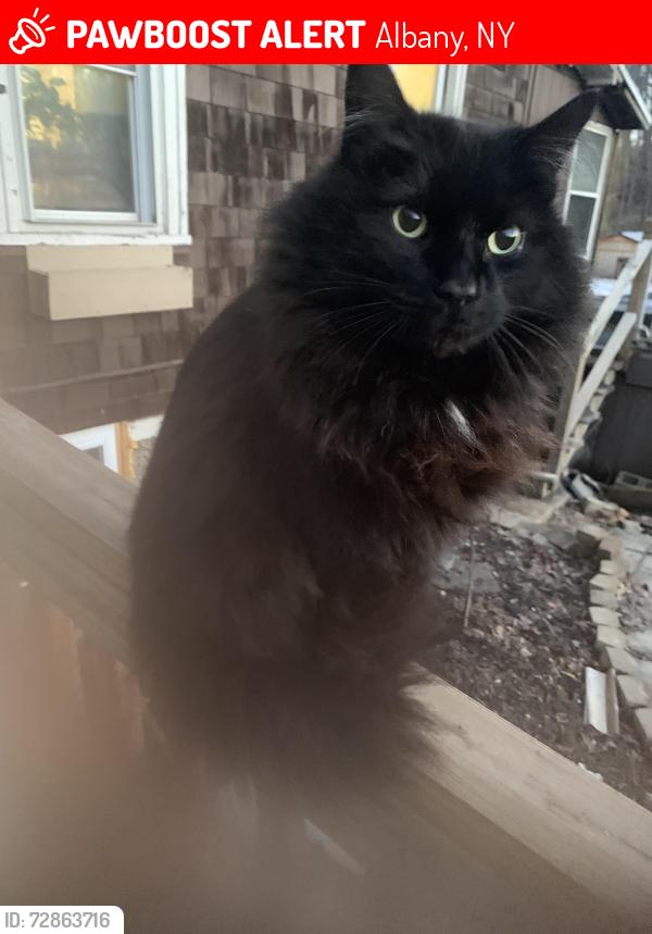 Lost Male Cat last seen Russel Road, Blessing Road, Krum Road, Albany, NY 12203