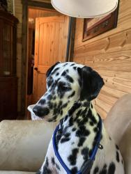 Found/Stray Male Dog last seen Shelby Road just after hard curve going to Forest Hill, Fort Worth, TX 76140