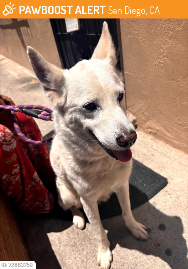 Found/Stray Male Dog last seen Myrtle , San Diego, CA 92104