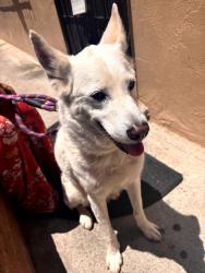 Found/Stray Male Dog last seen Myrtle , San Diego, CA 92104