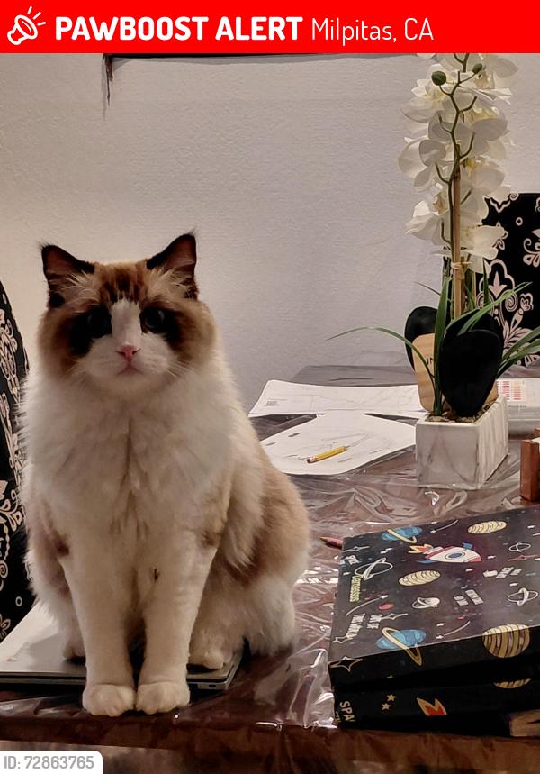 Lost Male Cat last seen Near Canton drive, Milpitas, ca, Milpitas, CA 95035