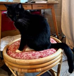 Lost Male Cat last seen 26th Ave NE and Bethel, North East, WA 98506