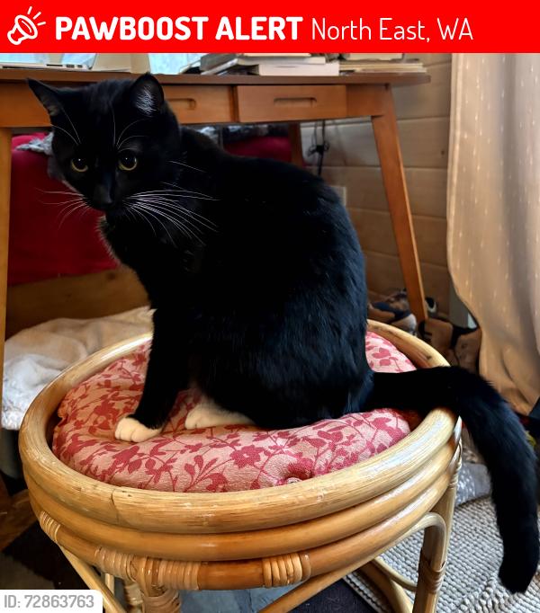 Lost Male Cat last seen 26th Ave NE and Bethel, North East, WA 98506