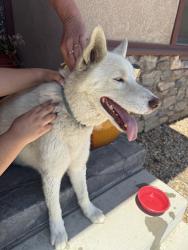 Found/Stray Male Dog last seen Segundo Ct, San Bernardino, CA 92404
