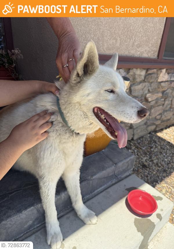 Found/Stray Male Dog last seen Segundo Ct, San Bernardino, CA 92404