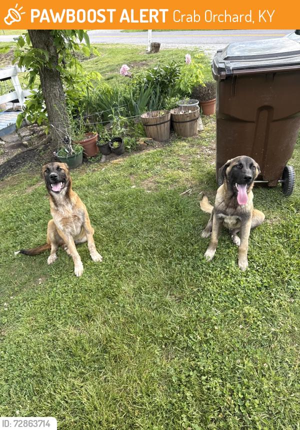 Found/Stray Male Dog last seen Dogs are at the hse outside of Crab Orchard potentially lost , Crab Orchard, KY 40419