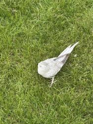 Found/Stray Unknown Bird last seen 16 mile and dodge park, Sterling Heights, MI 48312