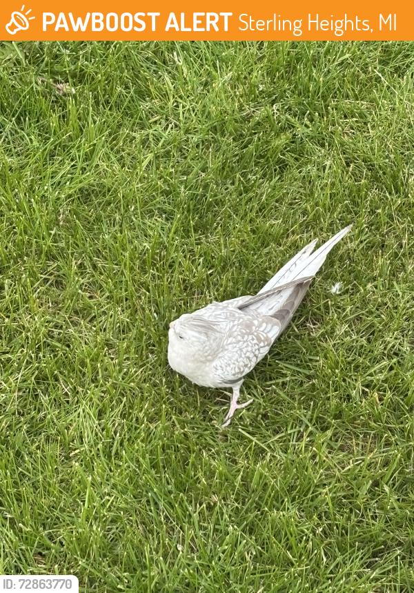 Found/Stray Unknown Bird last seen 16 mile and dodge park, Sterling Heights, MI 48312