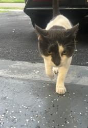 Found/Stray Unknown Cat last seen Amber Lake Community 9400 sw 20th st Miramar, FL , Miramar, FL 33025