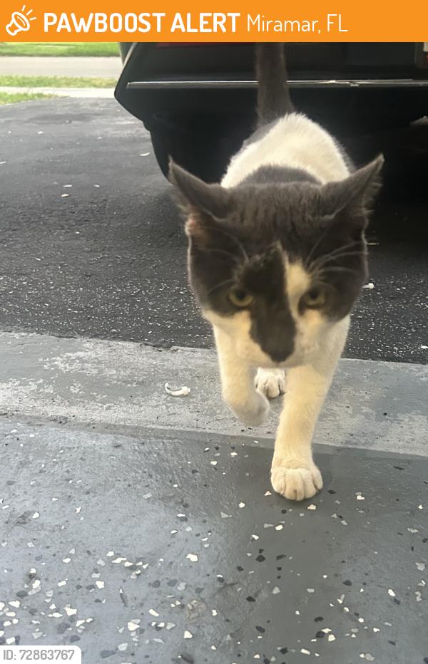 Found/Stray Unknown Cat last seen Amber Lake Community 9400 sw 20th st Miramar, FL , Miramar, FL 33025