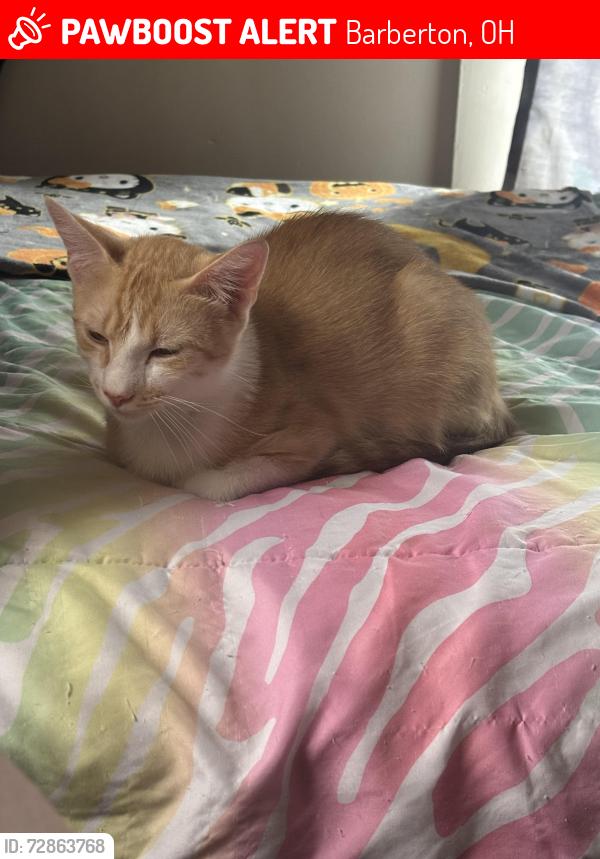 Lost Male Cat last seen Wooster road north , Barberton, OH 44203