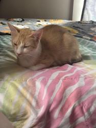Lost Male Cat last seen Wooster road north , Barberton, OH 44203