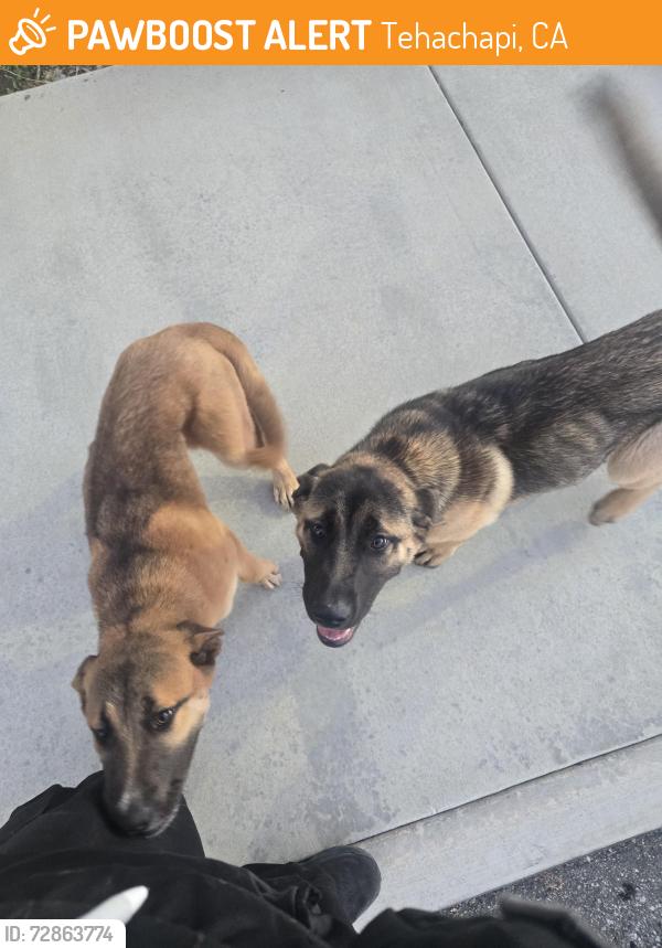 Found/Stray Female Dog last seen Adventist health tehachapi valley , Tehachapi, CA 93561