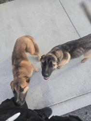 Found/Stray Female Dog last seen Adventist health tehachapi valley , Tehachapi, CA 93561