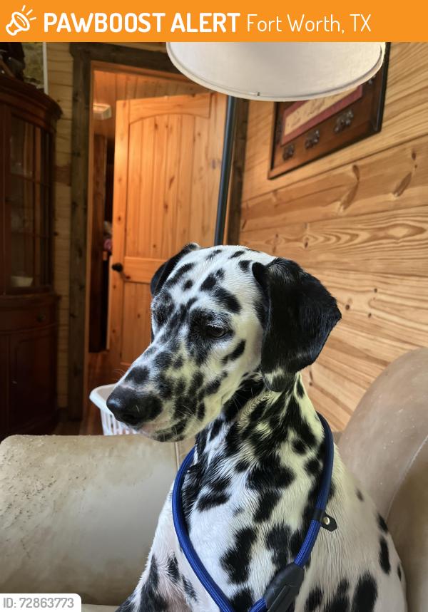 Found/Stray Male Dog last seen Shelby Road right after the hard curve going to Forest Hill, Fort Worth, TX 76140