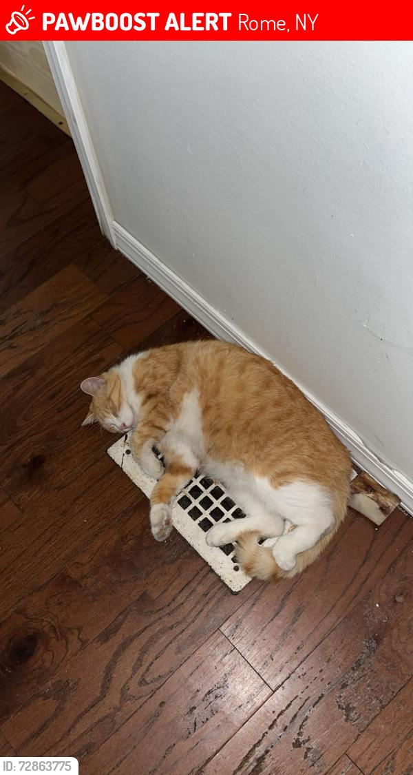 Lost Male Cat last seen Near west Thomas st , Rome, NY 13440