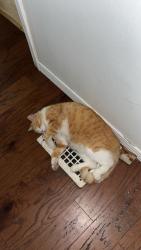 Lost Male Cat last seen Near west Thomas st , Rome, NY 13440