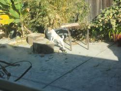 Lost Male Dog last seen Mattie Harrell Park, Stockton, CA 95206