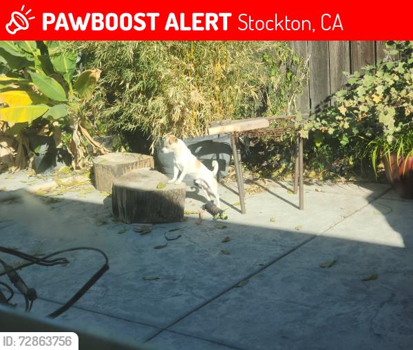 Lost Male Dog last seen Mattie Harrell Park, Stockton, CA 95206