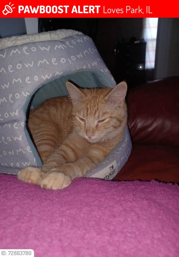 Lost Male Cat last seen East Riverside Blvd and Garden Plain Ave , Loves Park, IL 61111