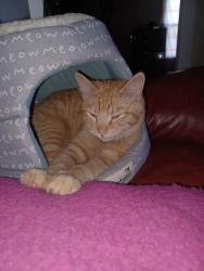 Lost Male Cat last seen East Riverside Blvd and Garden Plain Ave , Loves Park, IL 61111