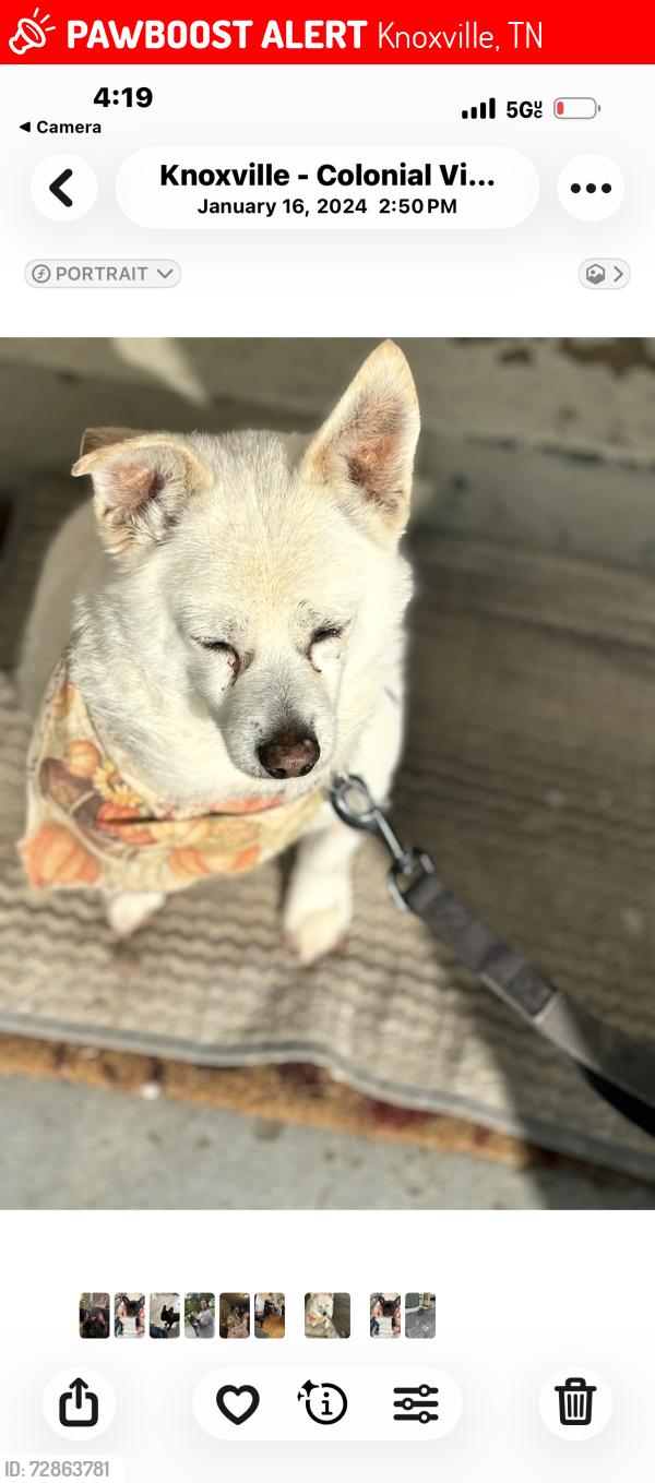 Lost Male Dog last seen Hamilton Rd in colonial village , Knoxville, TN 37920