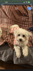 Lost Male Dog last seen Near SE 82nd Ave Happy Valley, OR  97086 United States, Portland, OR 97086