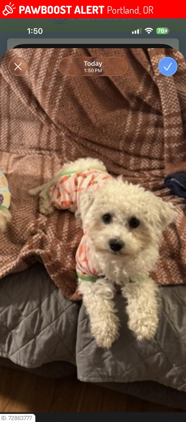 Lost Male Dog last seen Near SE 82nd Ave Happy Valley, OR  97086 United States, Portland, OR 97086