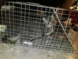 Found/Stray Female Cat last seen 16th Ave and Taraval, San Francisco, CA 94116