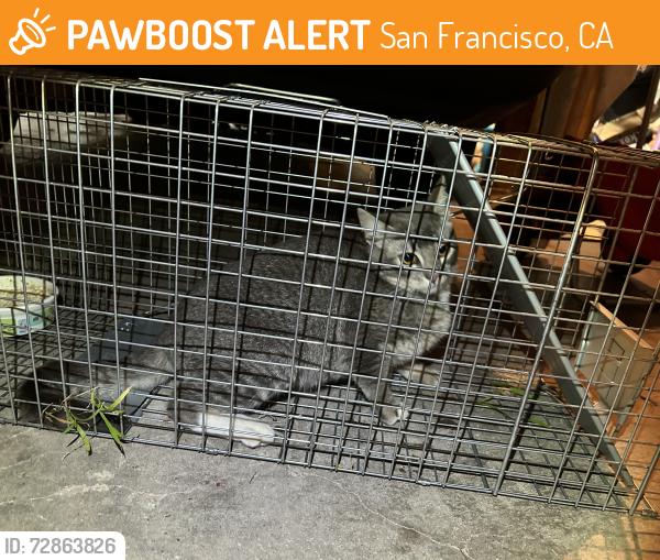 Found/Stray Female Cat last seen 16th Ave and Taraval, San Francisco, CA 94116