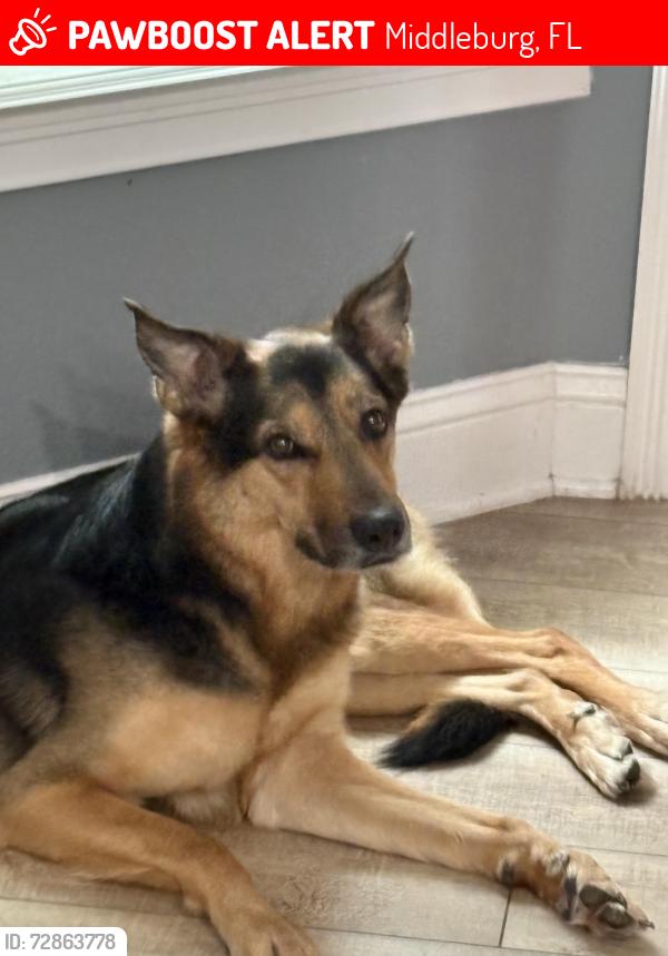 Lost Female Dog last seen Last seen jumping fence and running off I don’t have an exact location , Middleburg, FL 32068