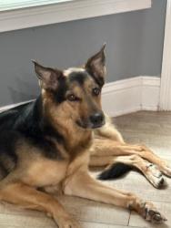 Lost Female Dog last seen Last seen jumping fence and running off I don’t have an exact location , Middleburg, FL 32068