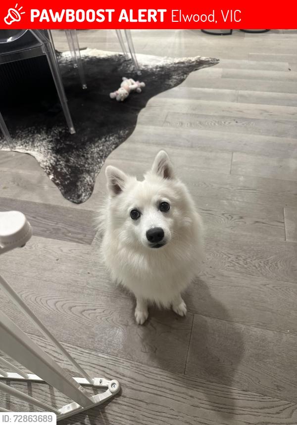 Lost Male Dog last seen Glen Huntly Road and St kilda street , Elwood, VIC 3184