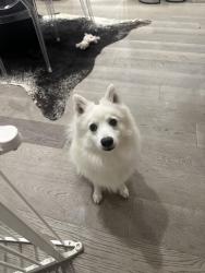 Lost Male Dog last seen Glen Huntly Road and St kilda street , Elwood, VIC 3184