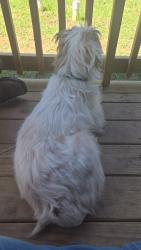 Found/Stray Male Dog last seen Near County Road 805B, Cleburne, TX 76031