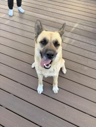 Found/Stray Female Dog last seen Near Bellingham , El Paso, TX 79928