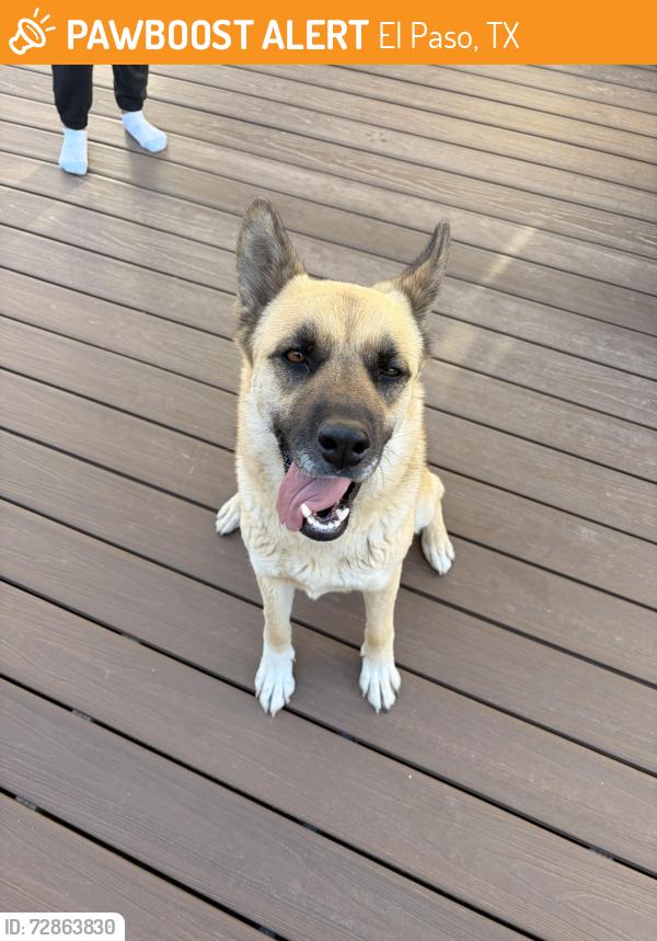 Found/Stray Female Dog last seen Near Bellingham , El Paso, TX 79928