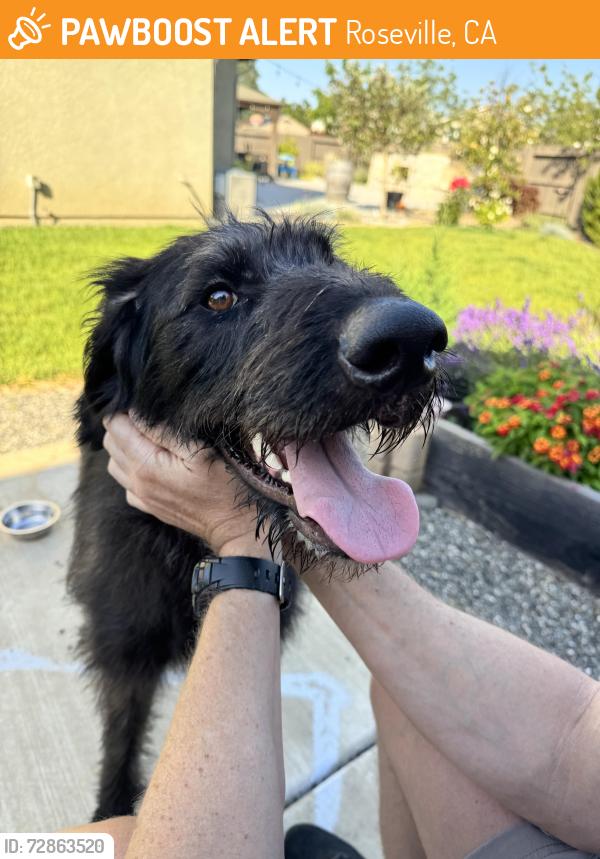 Found/Stray Male Dog last seen Spahn Ranch Road, Roseville, CA 95661