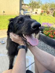 Found/Stray Male Dog last seen Spahn Ranch Road, Roseville, CA 95661