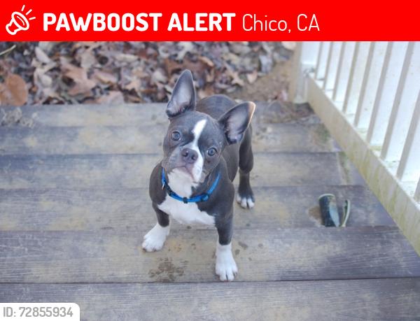 Lost Female Dog last seen town Road and butte creek canyon , Chico, CA 95928