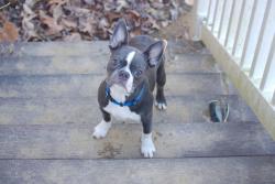 Lost Female Dog last seen town Road and butte creek canyon , Chico, CA 95928