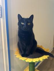 Lost Male Cat last seen Middle Rd and Presidential Pl, Jeffersonville, IN 47130