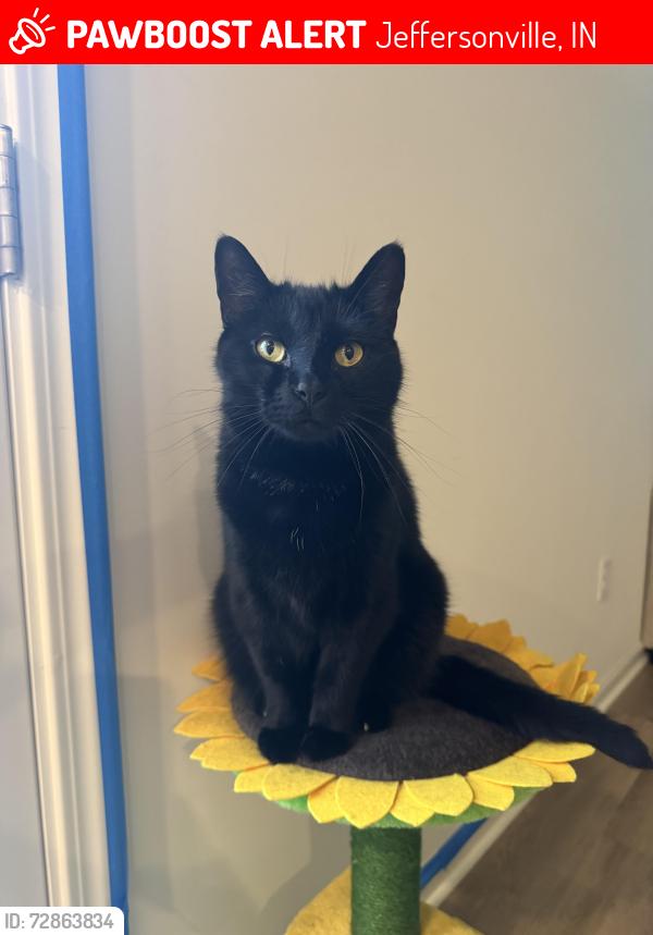 Lost Male Cat last seen Middle Rd and Presidential Pl, Jeffersonville, IN 47130