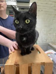 Found/Stray Female Cat last seen Near Westwood Place, Asheville, NC 28806, Asheville, NC 28806
